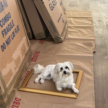 The Professional Movers - My dog appreciated how they protected the floor before placing picture boxes. They even left her a nice spot to look cute. - Movers Near Me - Los Altos, California The Professional Movers - My dog appreciated how they protected the floor before placing picture boxes. They even left her a nice spot to look cute. - Movers Near Me - Los Altos, California