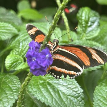 Niagara Parks Butterfly Conservatory - Butterfly - Zoos Near Me - Niagara Falls, Ontario