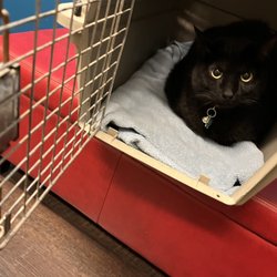 Park Hill Veterinary Medical Center - Our cat, Scampi on a cool red bench.