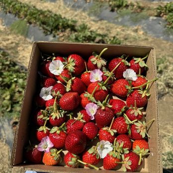 Chao’s Strawberries - Fresh ripe strawberry - Fruits & Veggies Near Me - Brentwood, California Chao’s Strawberries - Fresh ripe strawberry - Fruits & Veggies Near Me - Brentwood, California