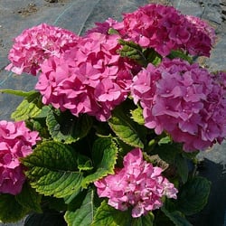 Sunrise Nursery - hydrangea