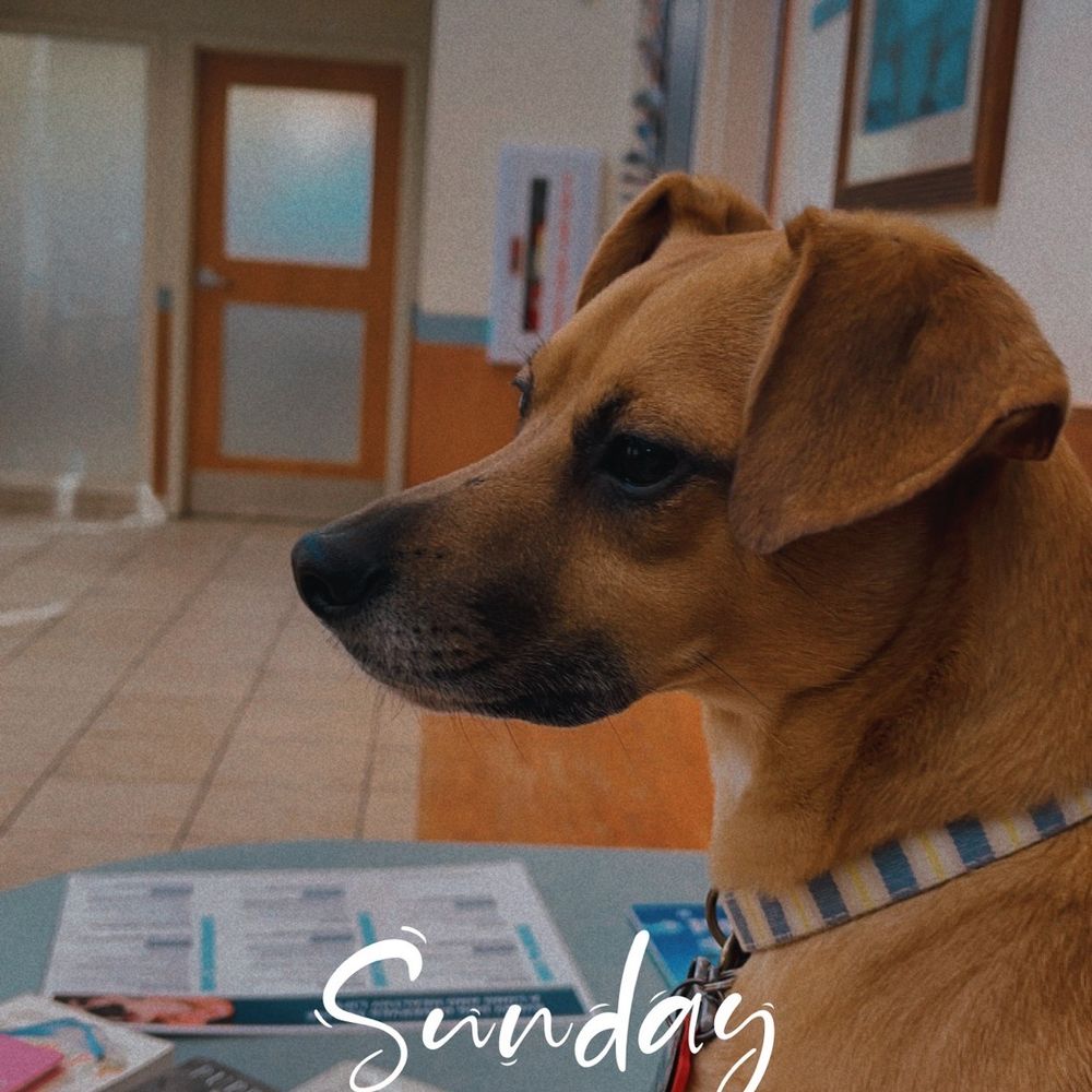 Petsmart Panama City Beach, FL - Last Updated January 2026 - Yelp, image size:1000x1000