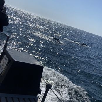 Next Level Sailing - Dolphins - Boat Charters Near Me - San Diego, California Next Level Sailing - Dolphins - Boat Charters Near Me - San Diego, California