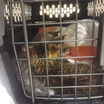 Baltimore County Animal Services - Stray kittens - Animal Shelters Near Me - Baldwin, Maryland
