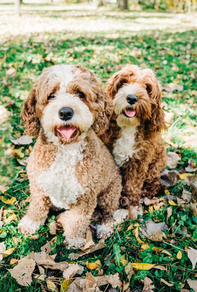 MOONSHINE BABIES COCKAPOOS AND DOODLES - Updated October 2025 - 78 ...