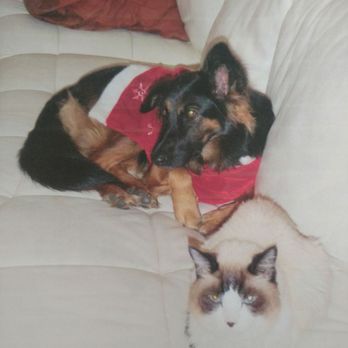 Tracy area animal rescue - Kira on Christmas - Animal Shelters Near Me Tracy area animal rescue - Kira on Christmas - Animal Shelters Near Me
