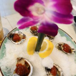 Kooma - Oysters
