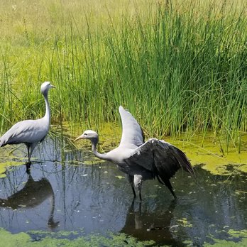 International Crane Foundation - Zoos Near Me - Baraboo, Wisconsin International Crane Foundation - Zoos Near Me - Baraboo, Wisconsin