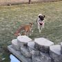 Bedford Bark Park