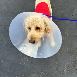 Two weeks ago our dog was attacked by an another dog