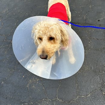 Famous Fido Rescue - Two weeks ago our dog was attacked by an another dog - Animal Shelters Near Me - Chicago, Illinois