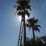 Photo of A Cut Above Landscape and Tree Service