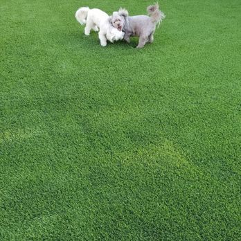 Ochoa Concrete - My dogs love the grass - Landscaping Near Me Ochoa Concrete - My dogs love the grass - Landscaping Near Me