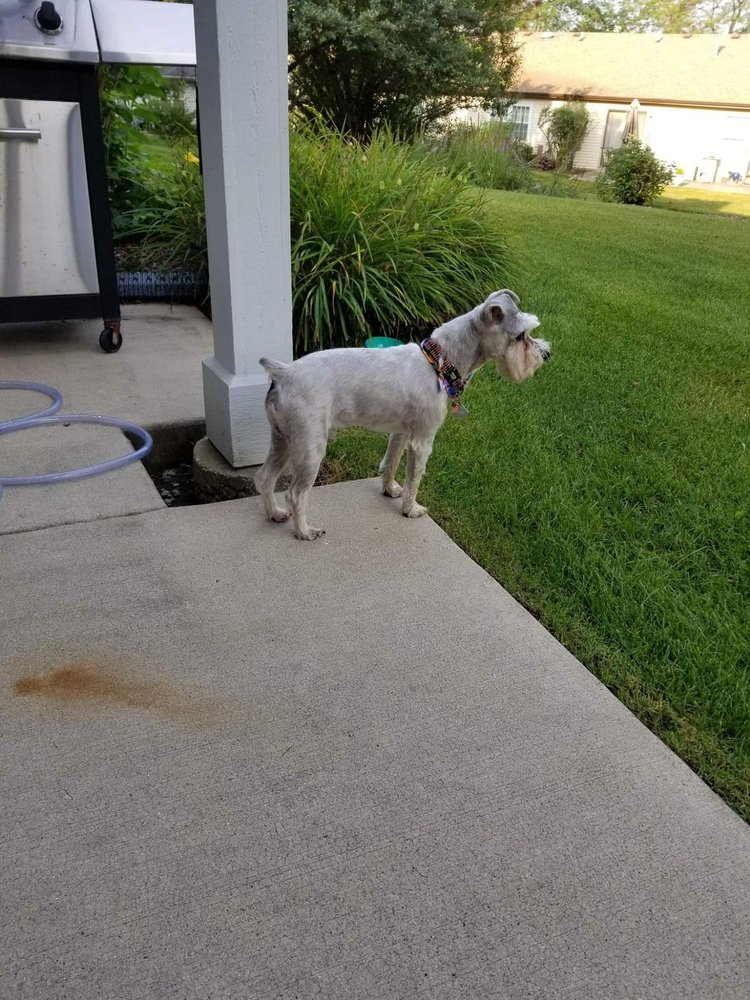 ELENA’S SHEAR MAGIC PET STYLING 11 Reviews 159 W Irving Park