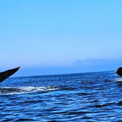 Ocean Safaris - Double tails