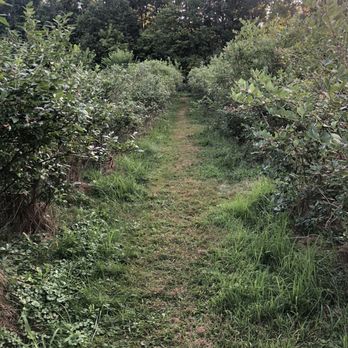 Greenfield Berry Farm - Blueberries fields - Fruits & Veggies Near Me - Peninsula, Ohio