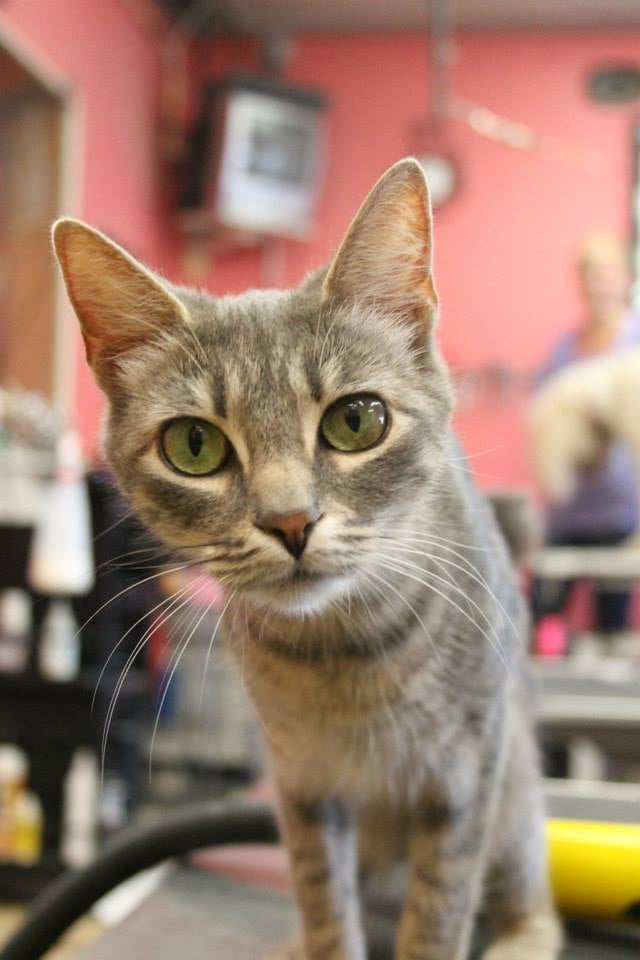 COMFORT HILL KENNEL Updated July 2024 23 Photos 94 Comfort Hl