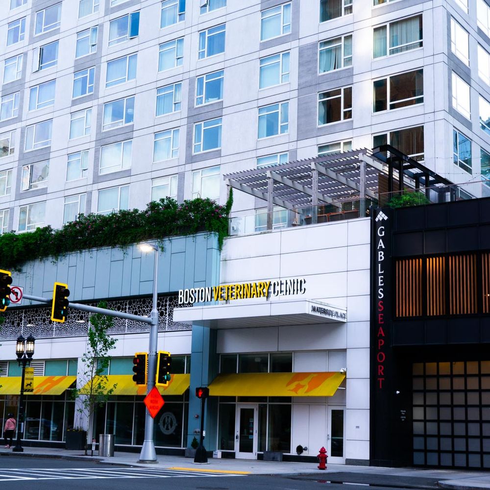 BOSTON VETERINARY CLINIC Updated October 2024 505 Congress St