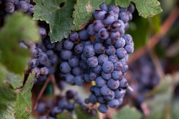 Driftwood Estate Winery by null