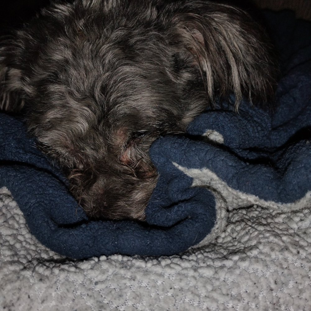 Dog Wash - That woman beat this dog. Dog. - Pet Sitting Near Me - Louisville, Kentucky Dog Wash - That woman beat this dog. Dog. - Pet Sitting Near Me - Louisville, Kentucky