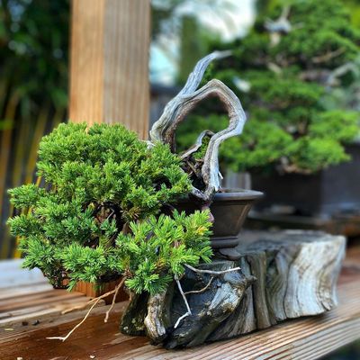 BONCHI BONSAI - Updated January 2026 - Fairfield, California