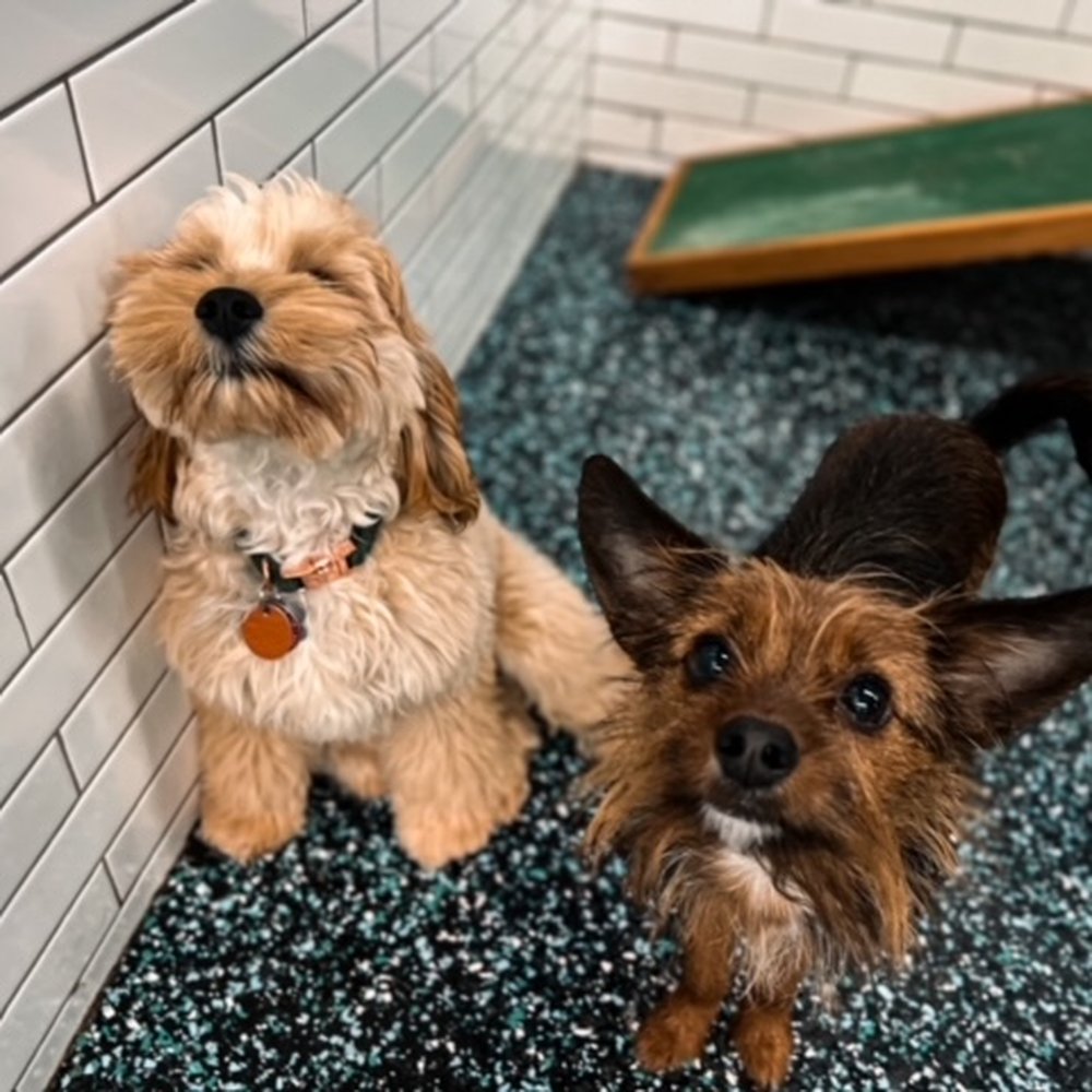 NYC Pet Services - Dolce with his daycare friend - Pet Groomers Near Me - Astoria, New York NYC Pet Services - Dolce with his daycare friend - Pet Groomers Near Me - Astoria, New York