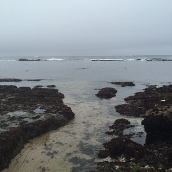 Fitzgerald Marine Reserve - It's hard to take a pic showing them but being ten feet away from a large group of seals swimming with their pups is awesome - Parks Near Me - Moss Beach, California Fitzgerald Marine Reserve - It's hard to take a pic showing them but being ten feet away from a large group of seals swimming with their pups is awesome - Parks Near Me - Moss Beach, California