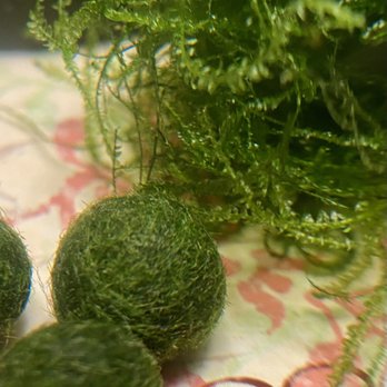 MK Aquarium Services - the real ones have "hairs".. these are green fibers wrapped around and around.. the real ones are never this round and compact - Aquarium Services Near Me - Chino, California