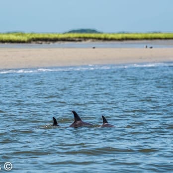 Palm Valley ICW Tours - Tours Near Me - Ponte Vedra Beach, Florida Palm Valley ICW Tours - Tours Near Me - Ponte Vedra Beach, Florida