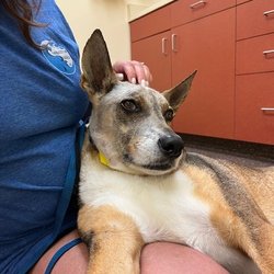 Dignity Bridge Animal Palliative and Hospice Service - Petey June 2024