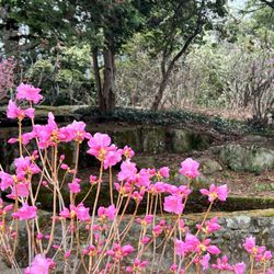 Lasdon Public Gardens