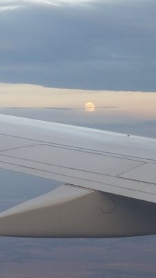 American Airlines by null