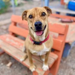 Desert Haven Animal Rescue - "Hi, I want to be your friend!"