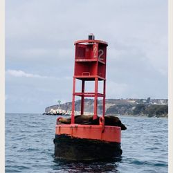 City of Dana Point - Swam past by these lazy Sea-lions.