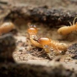 iCi Termite & Pest Control