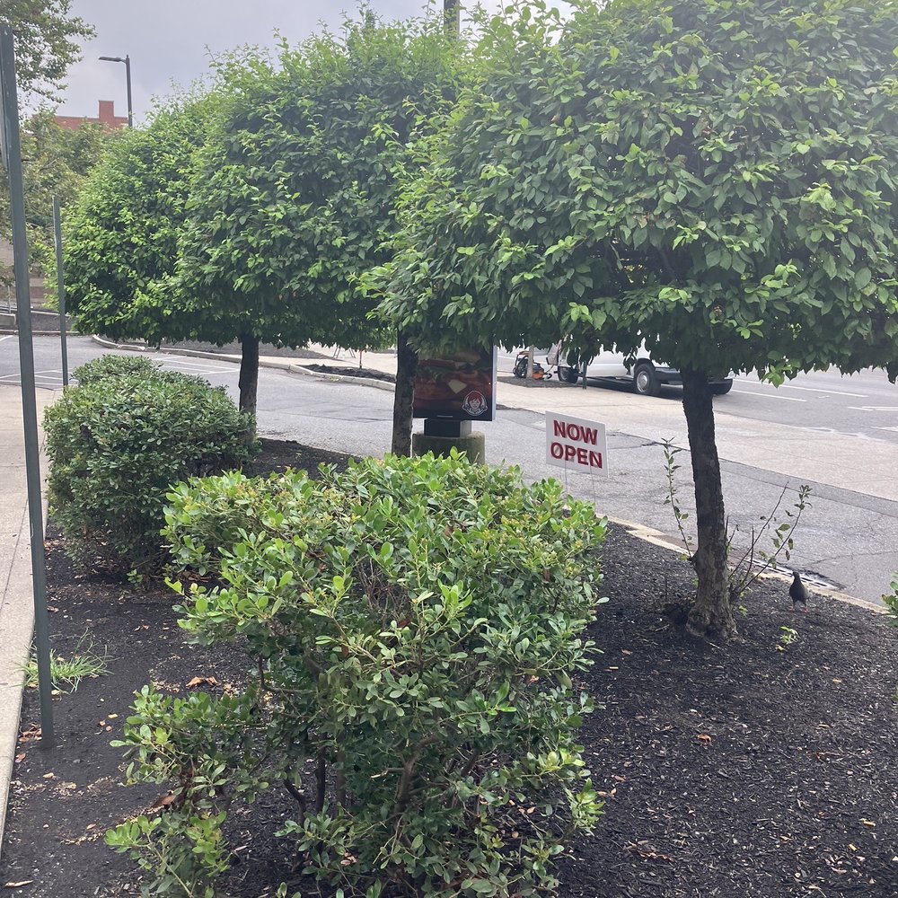 Wendy's - a street corner with trees and bushes - Fast Food Near Me - Bronx, New York Wendy's - a street corner with trees and bushes - Fast Food Near Me - Bronx, New York
