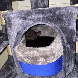 Purrfect & Pawesome In Home Pet Care - Baby Ash sleeping in cat tree