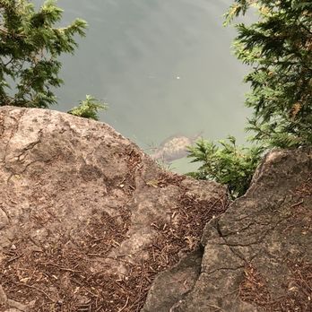 Crawford Lake Conservation Area - Turtle - Parks Near Me - Milton, Ontario
