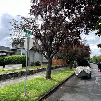 Huckleberry Tree Care - Before - Tree Services Near Me - Portland, Oregon Huckleberry Tree Care - Before - Tree Services Near Me - Portland, Oregon