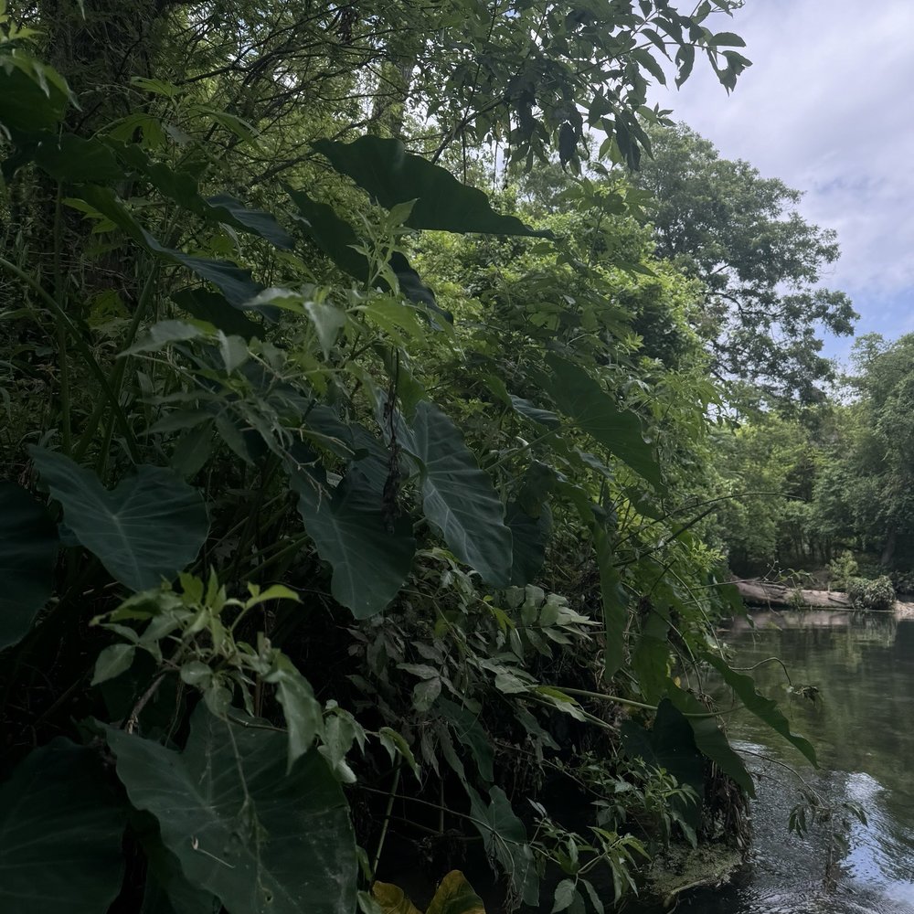 Rio Vista Park - Parks Near Me - San Marcos, Texas Rio Vista Park - Parks Near Me - San Marcos, Texas
