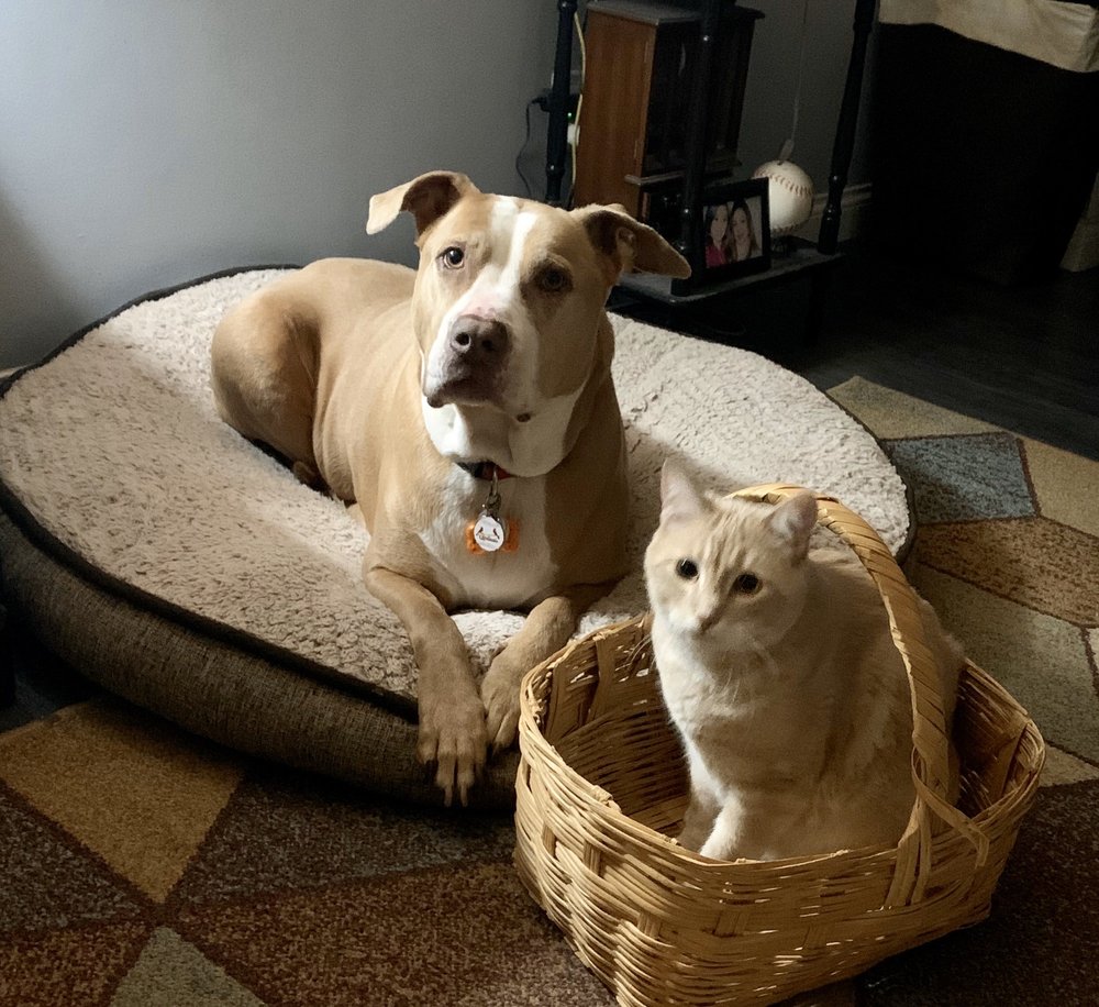 KIMBERLY’S MOBILE PET GROOMING Updated September 2024 O'Fallon