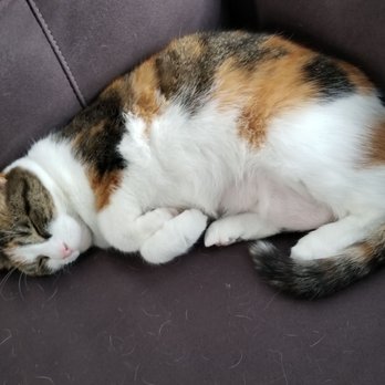 Phillips Creek Veterinary Hospital - Sissy had a fun time at the vet and now is tuckered out, Really "trusting" us not to mess with her cat nap. - Veterinarians Near Me - Frisco, Texas