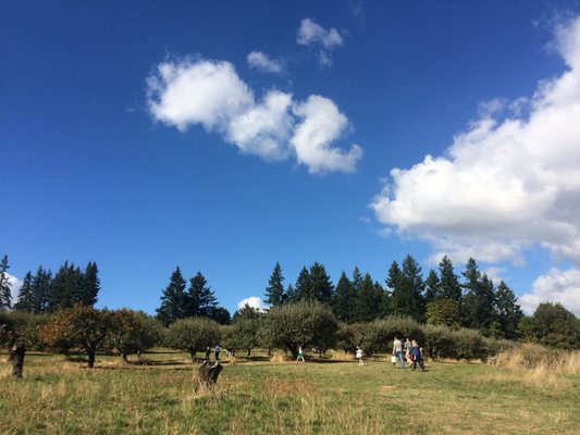 Sherwood Orchards by null