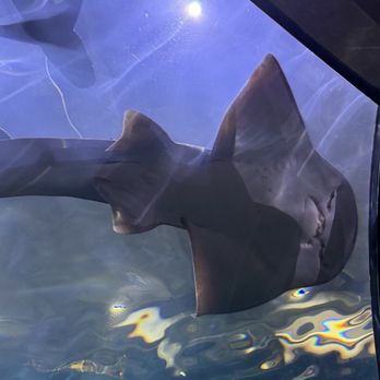 Shedd Aquarium - Aquariums Near Me - Chicago, Illinois Shedd Aquarium - Aquariums Near Me - Chicago, Illinois