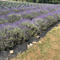 Deep Creek Lavender Farm - Lavender in full bloom!