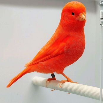 Colorful Canary - Male Red Factor - Bird Shops Near Me Colorful Canary - Male Red Factor - Bird Shops Near Me