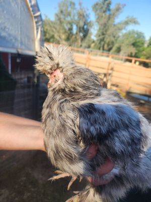 Blossom Peak Ranch by null