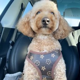 Olly'S Dog Grooming: Perfect Pampering for Pets