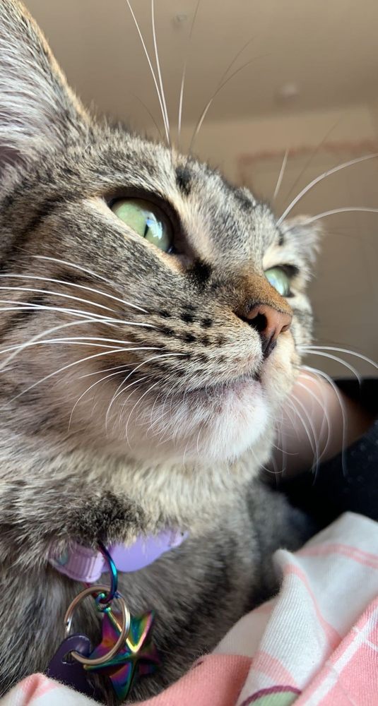 HUMANE SOCIETY COCONINO HUMANE ASSOCIATION Updated September 2024