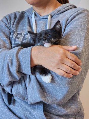 Meows Rakuen by null